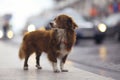 Little redhead cute dog Royalty Free Stock Photo