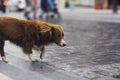 Little redhead cute dog Royalty Free Stock Photo