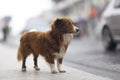 Little redhead cute dog Royalty Free Stock Photo