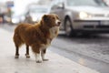 Little redhead cute dog Royalty Free Stock Photo