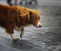 Little redhead cute dog Royalty Free Stock Photo