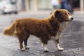 Little redhead cute dog Royalty Free Stock Photo