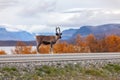Little reindeer on the road, mountains in the background