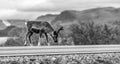 Little reindeer on the road, mountains in the background, Lapland, Finland Royalty Free Stock Photo