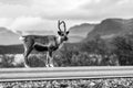 Little reindeer on the road, mountains in the background Royalty Free Stock Photo