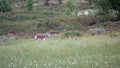 Reindeer calf near Messingen in Sweden