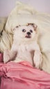 Little relaxed dog lying on bed. Little white dog with blue eyes lying on bed at home. Pet friendly accommodation: dog