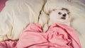 Little relaxed dog lying on bed. Little white dog with blue eyes lying on bed at home. Pet friendly accommodation: dog asleep on