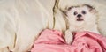 Little relaxed dog lying on bed. Little white dog with blue eyes lying on bed at home. Pet friendly accommodation: dog asleep on