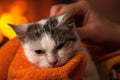 Little rescued kitten after cleaning enjoys a soft blanket and c