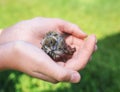 Little rescued a Sparrow chick with wet feathers sits in the caring palms of a man in a Sunny garden Royalty Free Stock Photo