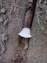 Little resilient tree mushroom