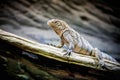 Little Rhinoceros Iguana (Cyclura cornuta) Royalty Free Stock Photo