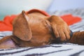 Little Ricochet Puppy breeds Pincher closes the paw eye during sleep portrait Royalty Free Stock Photo