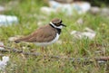 Little ringed plover Royalty Free Stock Photo