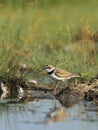 Little Ringed Plover