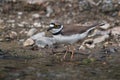 Little Ringed plover Royalty Free Stock Photo