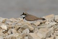 Little ringed plover bird (Charadrius dubius)