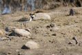 Little Ringed Plover calling