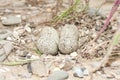 Little ringed plover ( Charadrius dubius ) Royalty Free Stock Photo