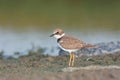 Little ringed plover ( Charadrius dubius ) Royalty Free Stock Photo