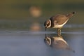 Little Ringed plover Charadrius dubius Royalty Free Stock Photo