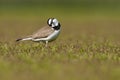 Little Ringed Plover (Charadrius dubius)