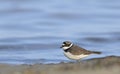 Little Ringed Plover, Crete