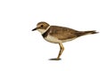 Little ringed plover ( Charadrius dubius ). Royalty Free Stock Photo