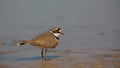 Little Ringed Plover