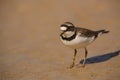 Little Ringed Plover