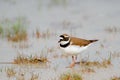 Little Ringed Plover (Charadrius dubius)