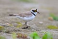 Little Ringed Plover (Charadrius dubius)