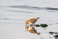 Little ringed plover - Charadrius dubius - a small bird with brown wings and a white belly, drinking water by the lake shore Royalty Free Stock Photo