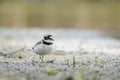 Little ringed plover (Charadrius dubius) is a small plover of the Charadriidae family.