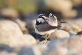 The little ringed plover Charadrius dubius a small plover, standing on stone and cleaning his feathers. Soft evening lights.