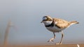 Little ringed plover Charadrius dubius in summer