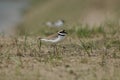 Little Ringed Plover, gravel, birds