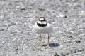 Little ringed plover in the graveled parking Royalty Free Stock Photo