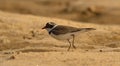Little ringed  plover in habitat . Royalty Free Stock Photo