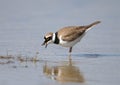 A little ringed plover keeps a beak and eats a small shrimp Royalty Free Stock Photo