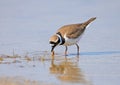 A little ringed plover keeps a beak and eats a small shrimp Royalty Free Stock Photo