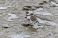 a Little Ringed Plover
