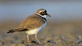 Little ringed plover Royalty Free Stock Photo