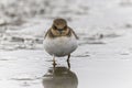 Little ringed plover in the lotus field. Royalty Free Stock Photo