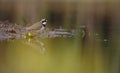 Little Ringed Plover