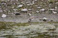 Little ringed Plover