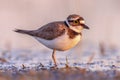 Little Ringed Plover running on bank Royalty Free Stock Photo