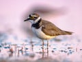 Little Ringed Plover running on bank Royalty Free Stock Photo