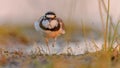 Little Ringed Plover running on bank Royalty Free Stock Photo